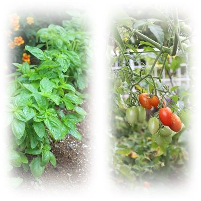 夏の終わりのトマトとバジル
